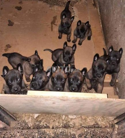 Super chiots malinois charboni