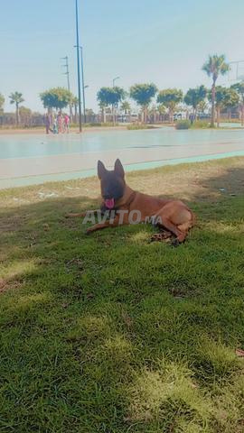 Mâle malinois charboni pure race - 2