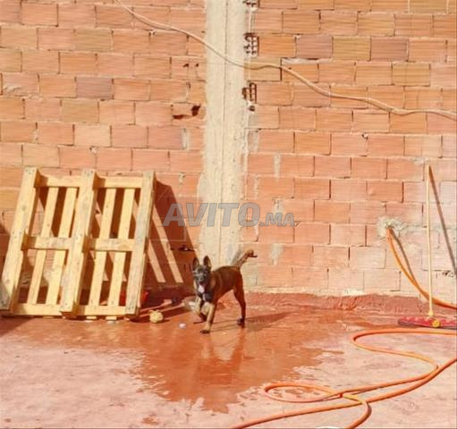 Malinois pedigree - 2