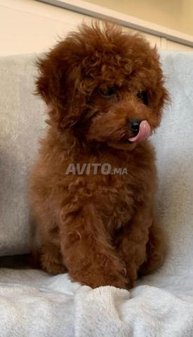 Poodles toy pedigree FCI importation