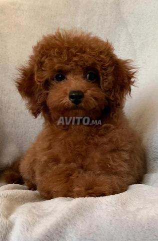 Poodles toy pedigree FCI importation