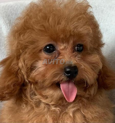 Poodles toy pedigree FCI importation