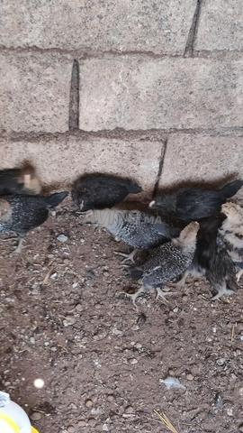 Poussins de 30 jours - 2