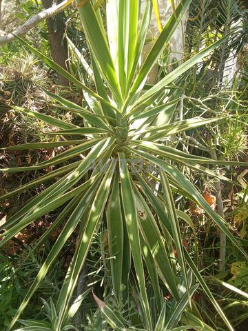 Plantes Naturelles - 2