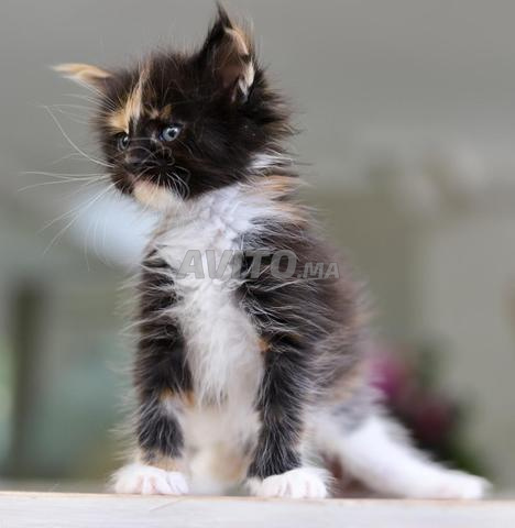 Appels uniquement Chatons Maine Coon pedigree wcf