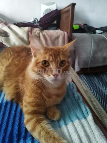 Chats à vendre à Chare' Moulay Rachid, en face de l'école Arsalan