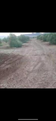 جرسيف توميات