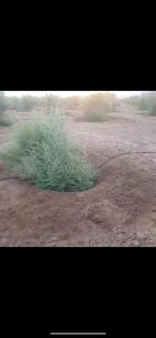 جرسيف توميات - 2