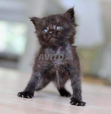 Chaton Maine Coon black smoke avec pedigree wcf