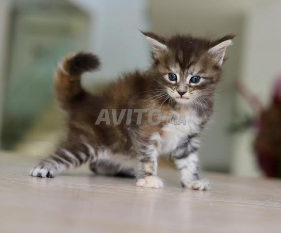 Chaton Maine Coon black smoke avec pedigree wcf