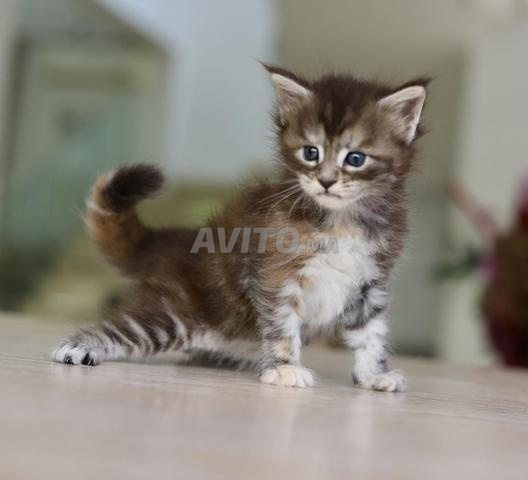 Maine Coon noir fumé avec pedigree WCF