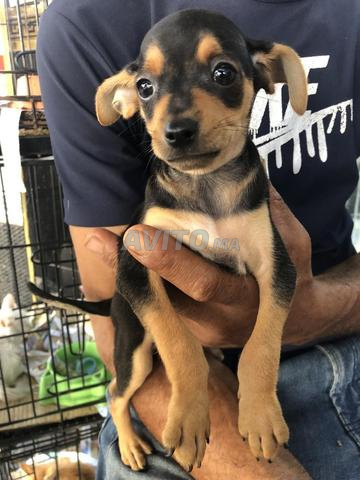 Pinscher nain - 2