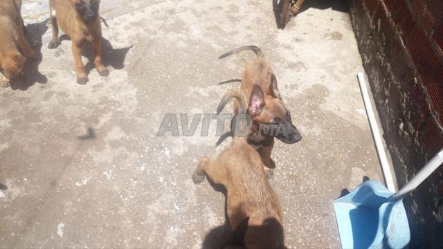 جراء مالينوا بيور أصليين - طنجة - 2
