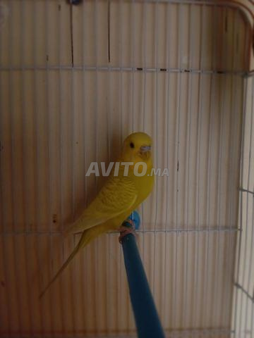 زوج ببغاء جاهز بصحة جيدة - 2