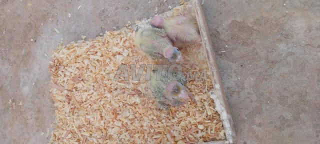 فراخ كلوبسات - 2