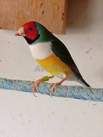 طائر الياقوت - 2