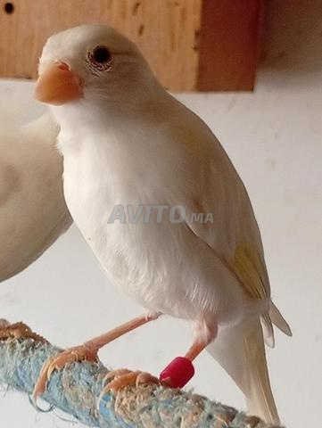 Canaris Raza - 2