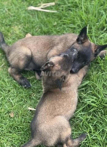Malinois charbon