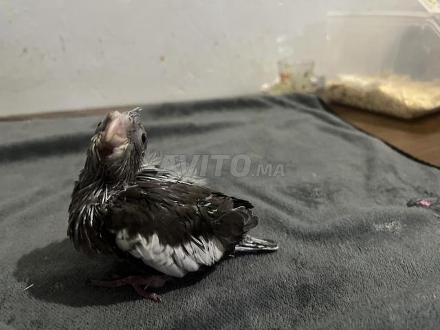 كوكاتو فيس بلانش عمره 25 يوم - 2
