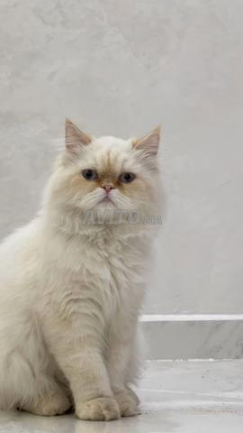 Chat mâle beau, propre, habitué à la maison avec son carnet