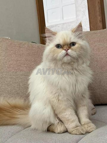 Chat mâle beau, propre, habitué à la maison avec son carnet - 2