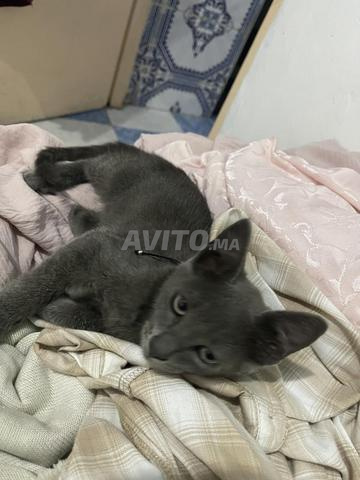 قط صغير رمادي جميل للبيع – قط روسي أزرق - 2