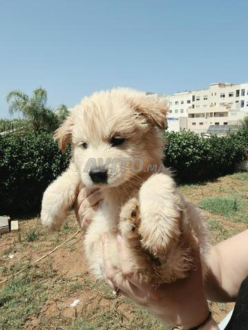 بيع جراء تشاو تشاو وشيواوا - 2