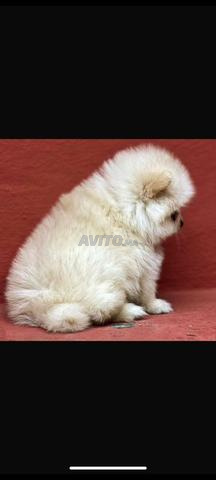 Chiot spitz nain - 2