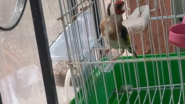 جدر تبارك الله - 2