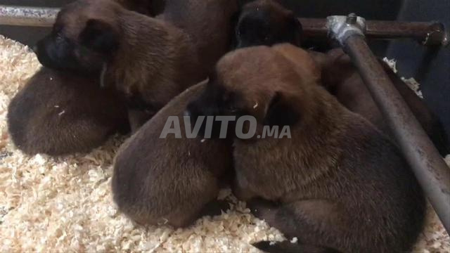 bébé chein malinois chrboni  - 2