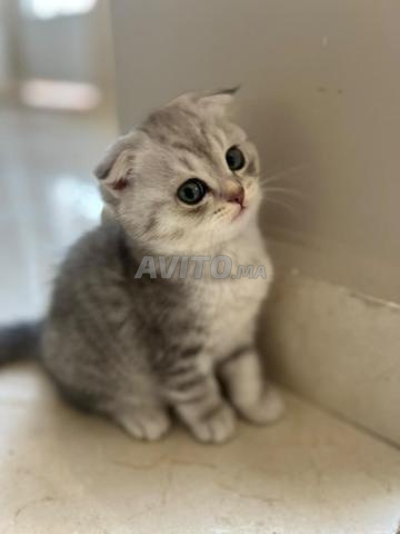 قطط سكوتش فولد وستريت - 2