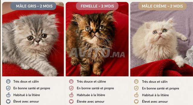 Chaton à vendre