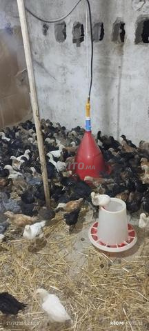 فلوس سولوت مختلطة العمر 35 يوم - 2