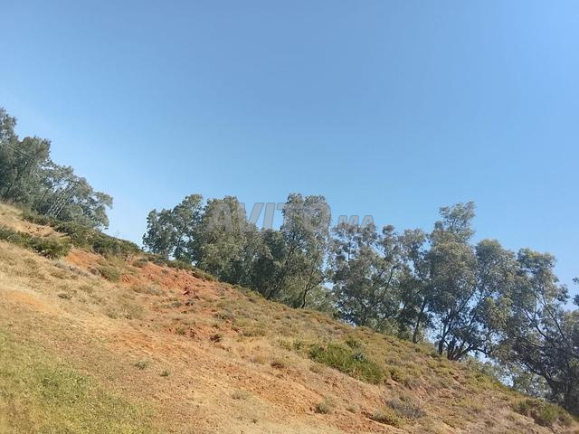 بيع صور فوتوغرافية - 2