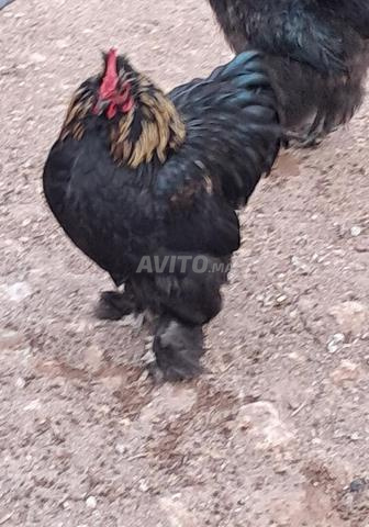 بيع دجاج الزينة - 2