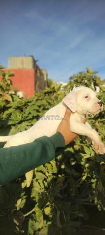 Chiots Dogo Argentino pure race - 2