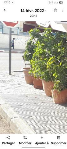 بيع 8 نباتات - 2