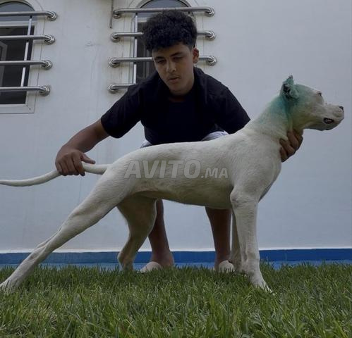 أنثى كلب أرجنتيني - 2