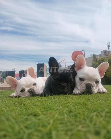 Bouledogue français - 2