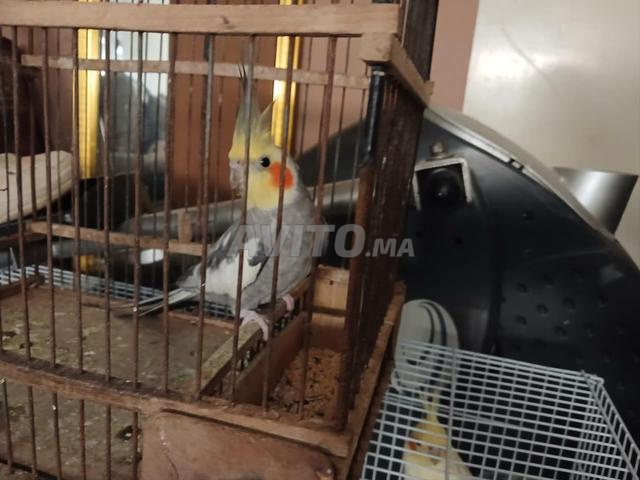 دكر كوكتيل للبيع الون رمادي بدون قفص - 2