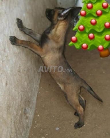 Femelle malinois charbonnée pedigree - 2