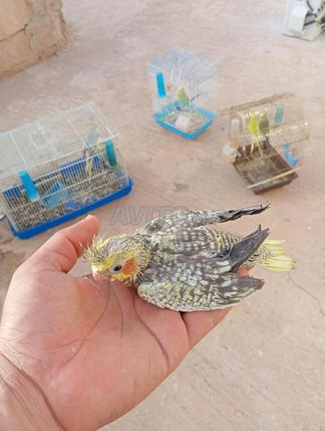 حي الخرشي بكلميم فراخ الكوكتيل و البيروش - 2