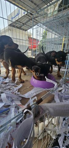 Pinscher 2 mois - 2