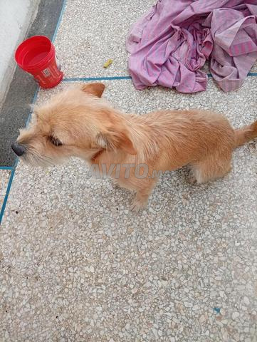 Chien de race Chihuahua - 2