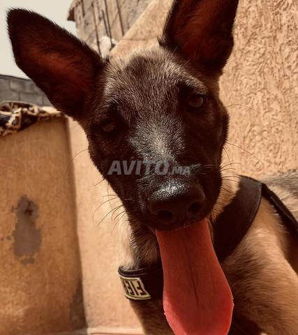 Beau chien Malinois, prix négociable - 2