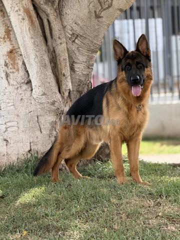 Magnifique Berger Allemand de 12 mois à vendre - 2