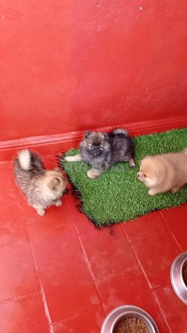 Spitz Pomeranian - 2