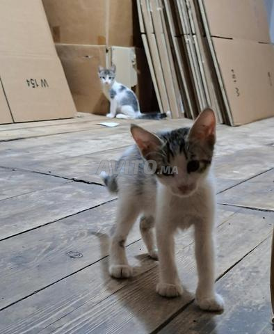 6 chatons à adopter