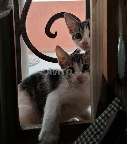 6 chatons à adopter - 2