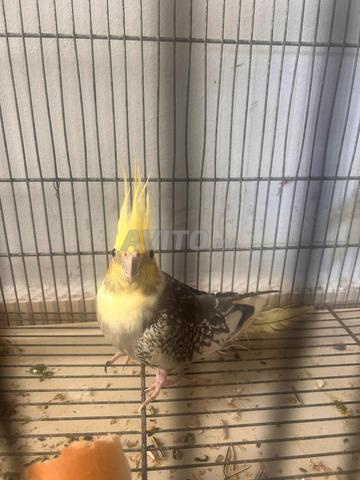 ✨ Cockatiels jolis et en bonne santé - 2